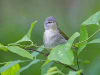 A2Z2837c  Tennessee Warbler (Oreothlypis peregrina) - male